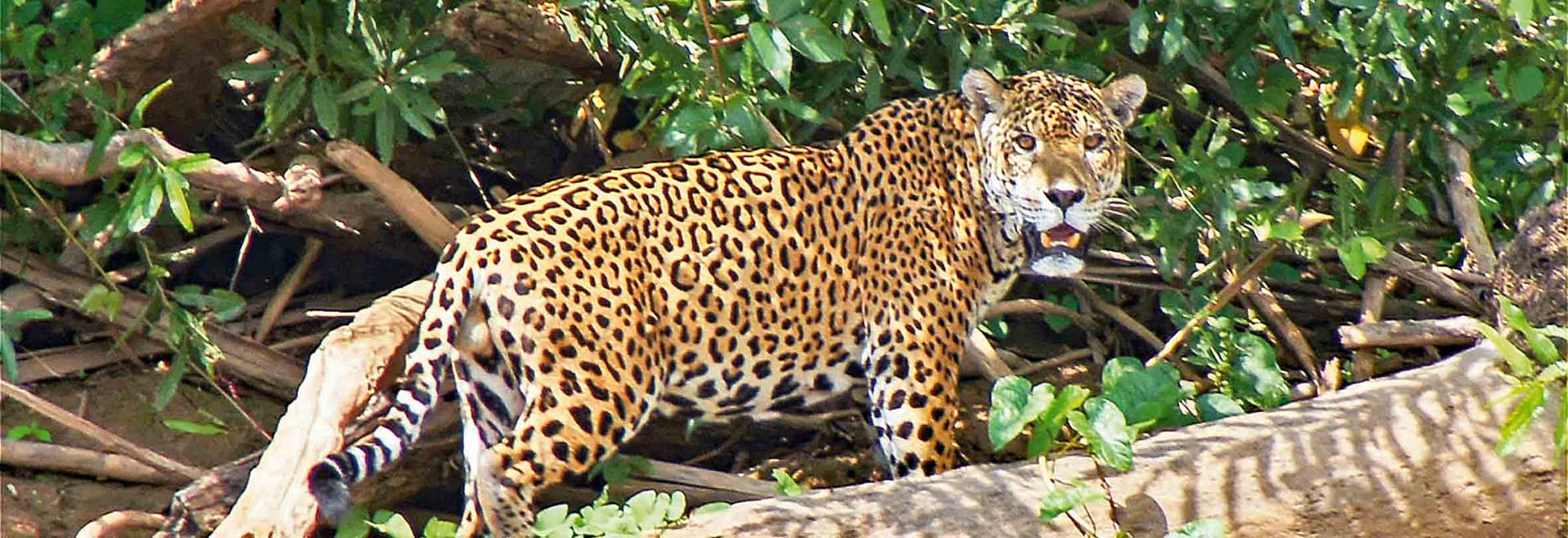 Jaguar-Safari im Pantanal, Brasilien